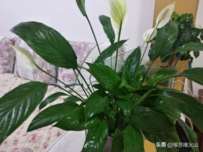 室内适合养什么花或植物风水好